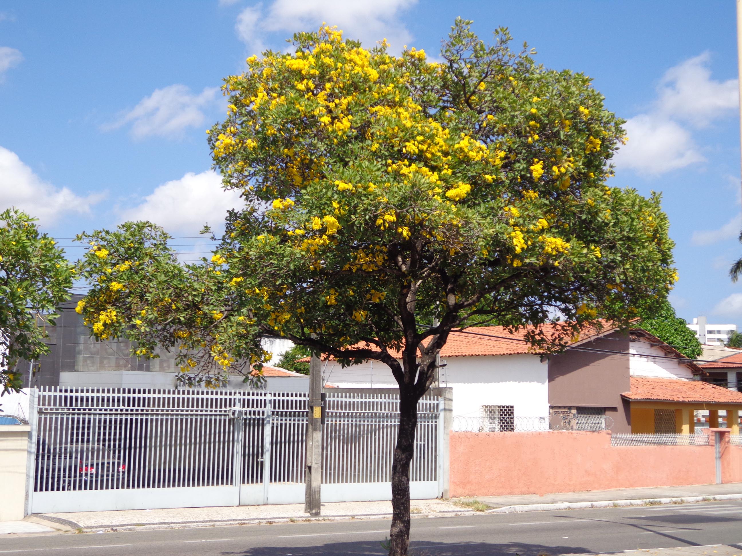 Ipê Amarelo do Cerrado – Tabebuia aurea – Projeto Verde