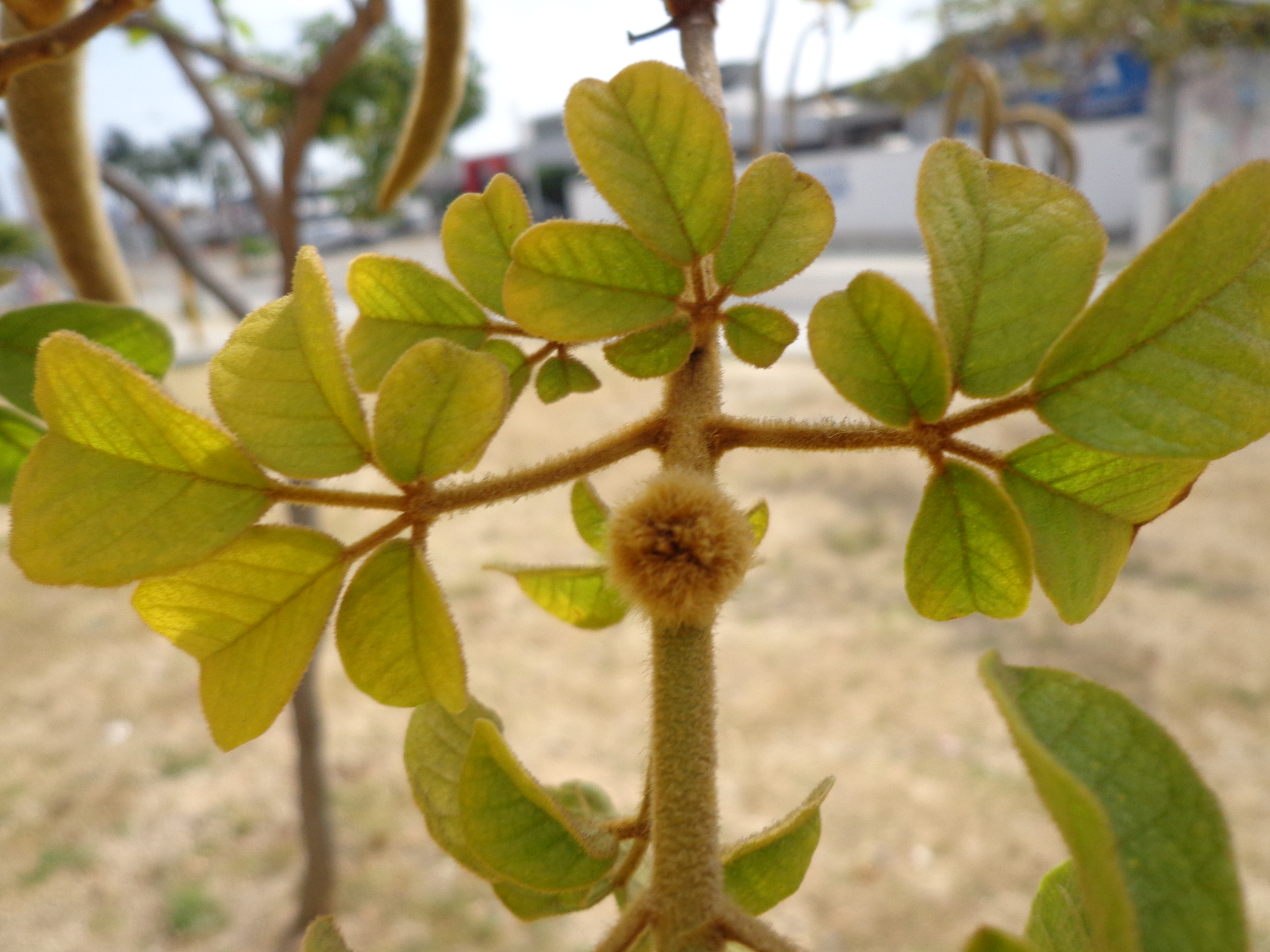 Ipê-Amarelo – Handroanthus chrysotrichus – Projeto Verde