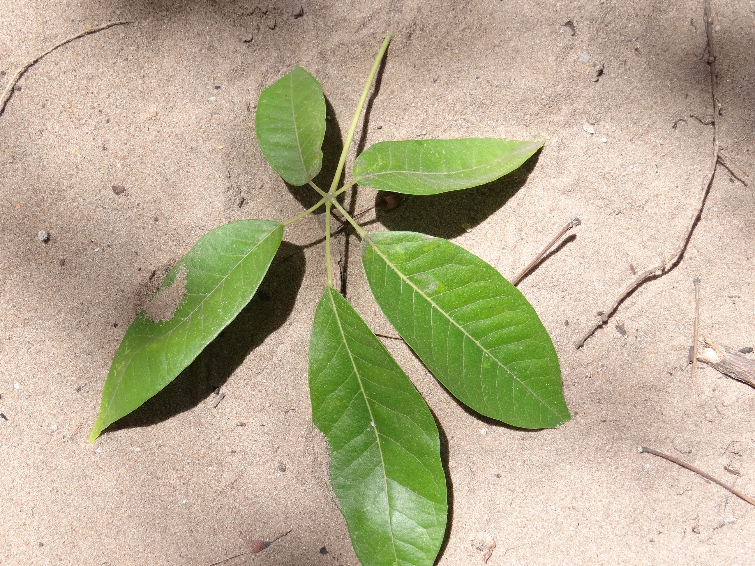 Ipê-roxo – Handroanthus impetiginosus – Projeto Verde