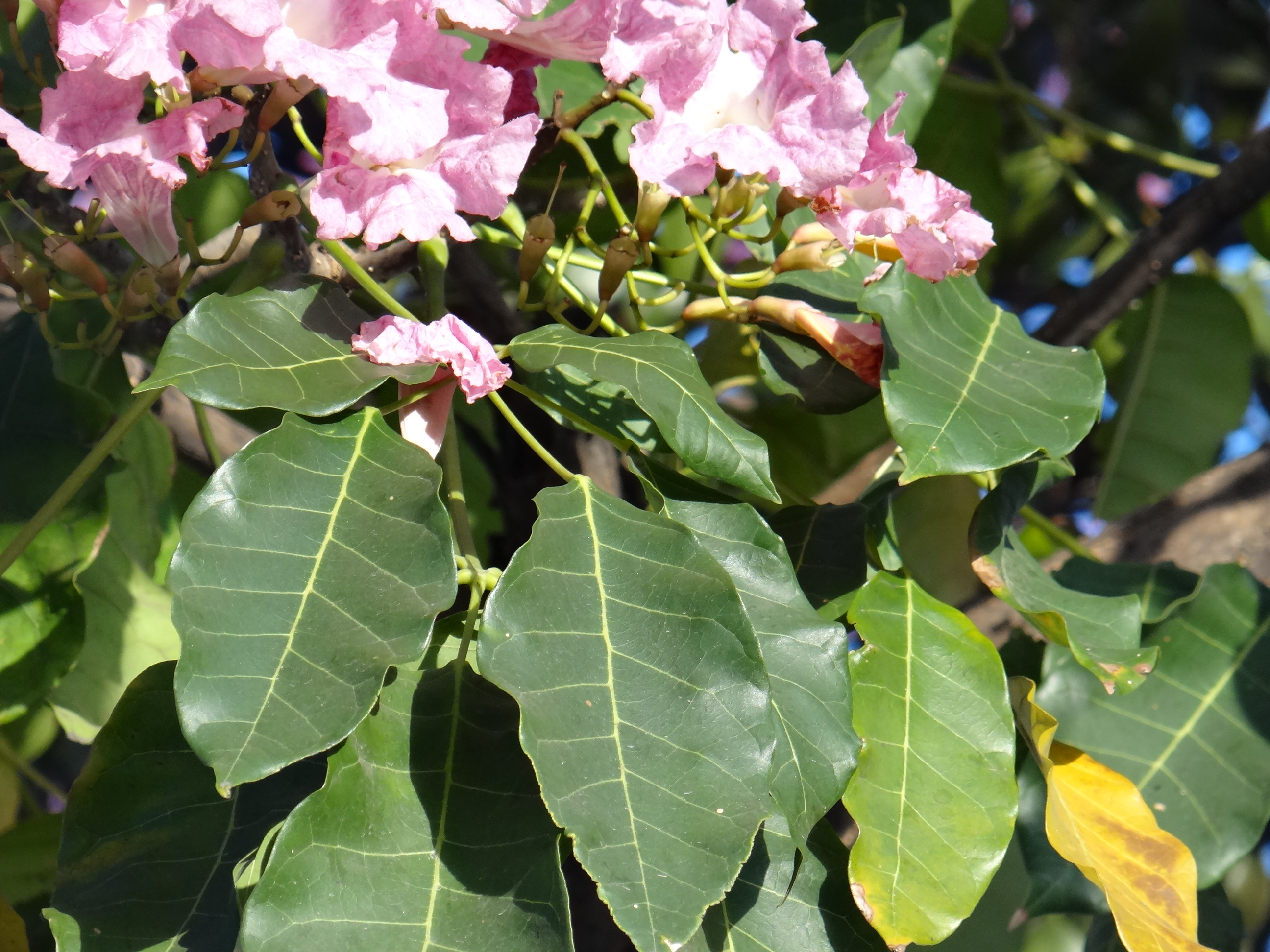 Ipê-Rosa – Tabebuia pentaphylla – Projeto Verde