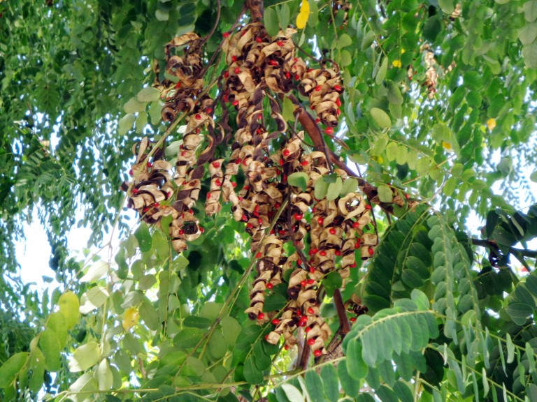 fruto Carolina Adenanthera pavonina
