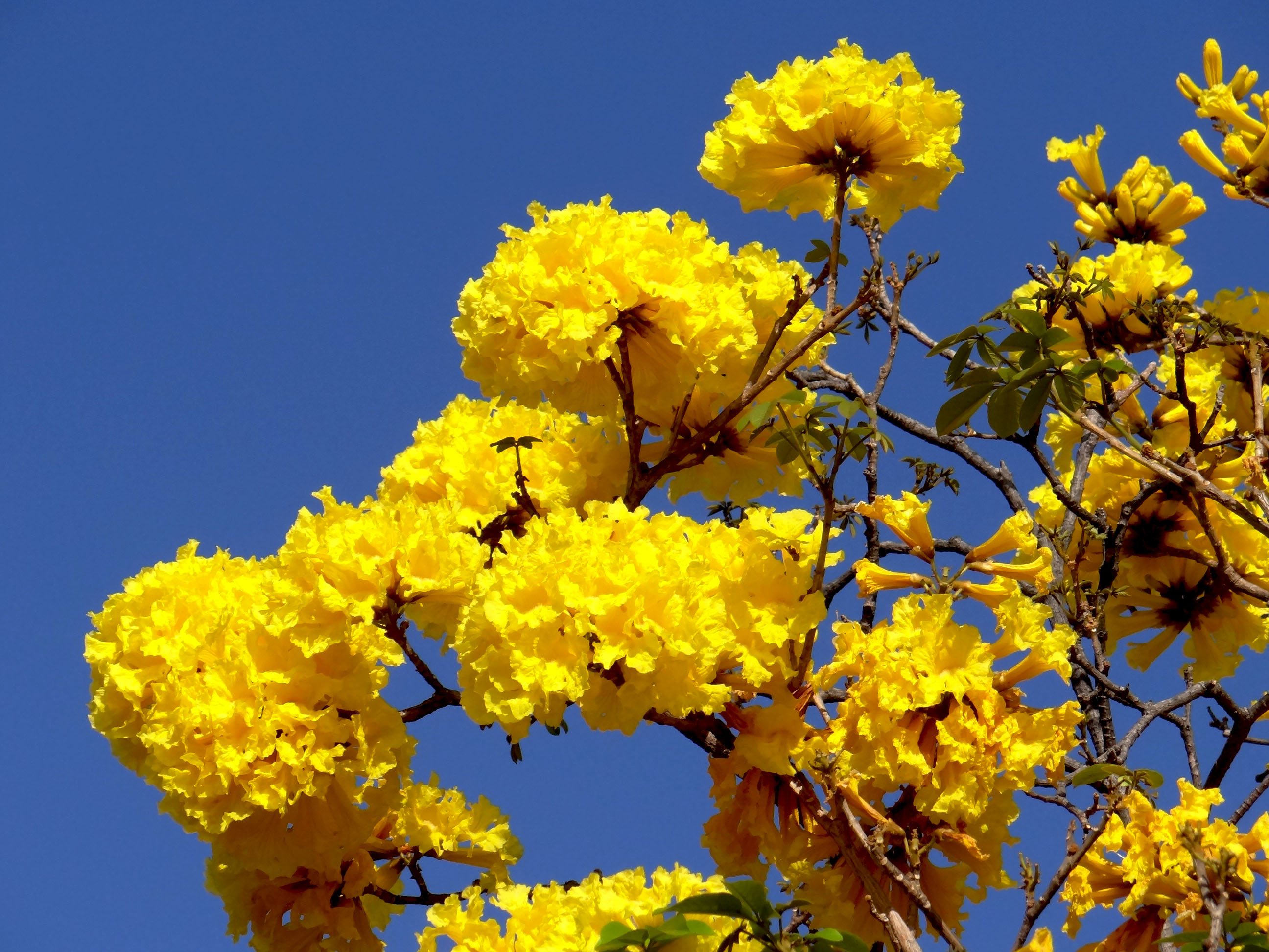 Pau d'arco Amarelo – Handroanthus ochraceus – Projeto Verde
